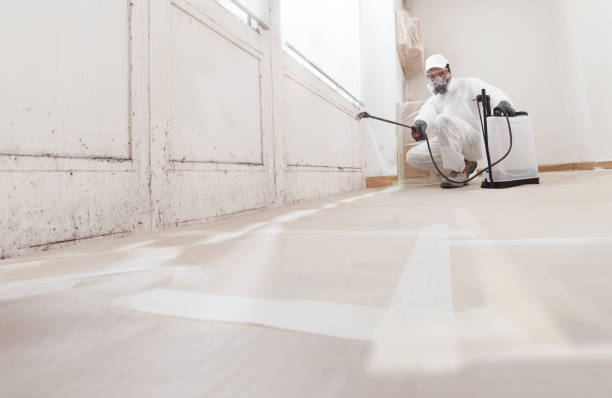 Black mold remediation team in Jackson